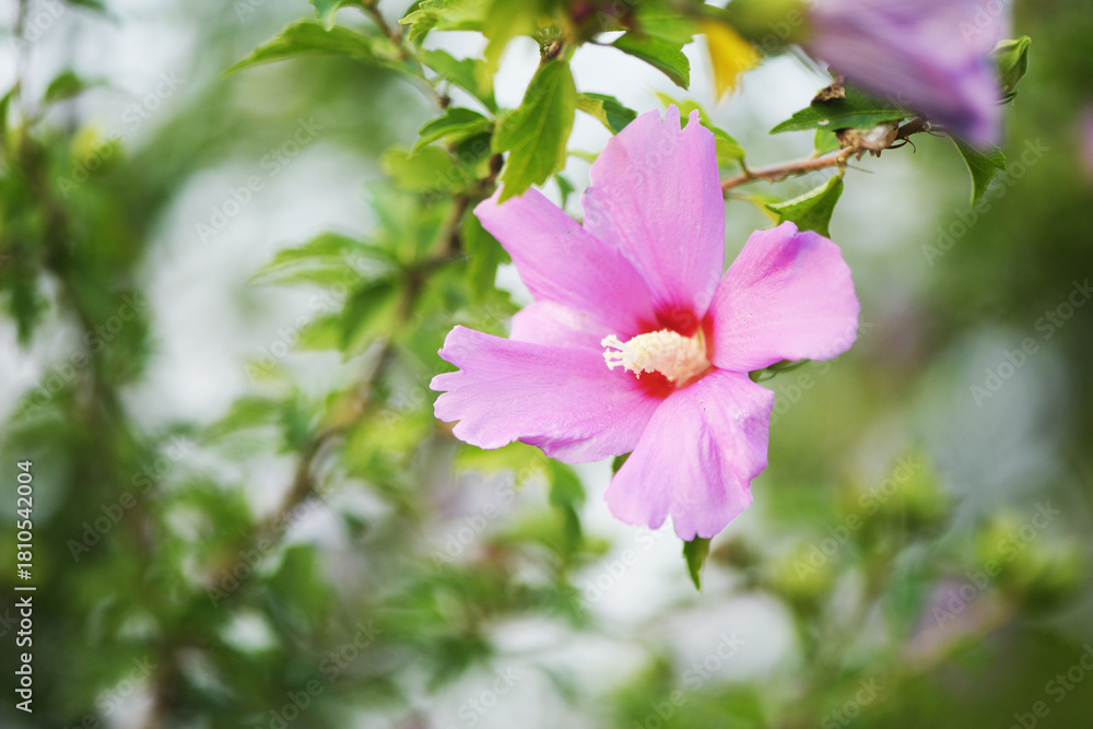 Obraz premium Hibiscus flowers in the botanical garden