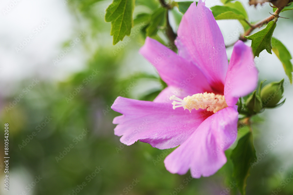 Fototapeta premium Hibiscus flowers in the botanical garden