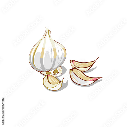 Detailed cartoon illustration of a whole garlic bulb and separated cloves