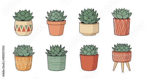 Succulent plants in decorative pots