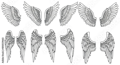 Feather wings collection with transparent background