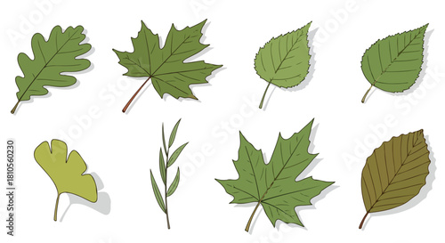 Assorted leaves collection with transparent background