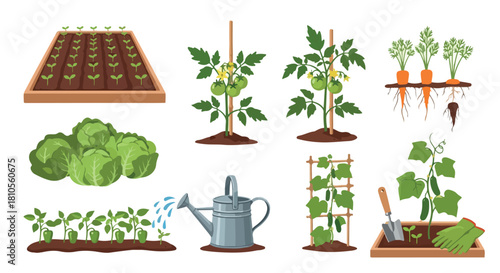 Gardening process with vegetables and tools