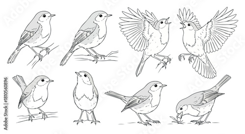 Robin bird in various poses outline style
