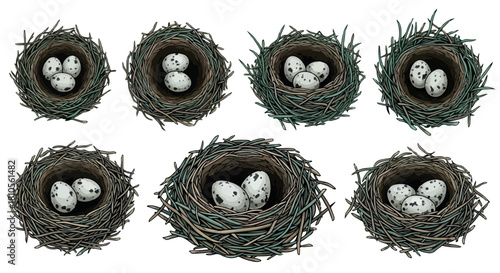 Bird nests with eggs, natural habitat scene
