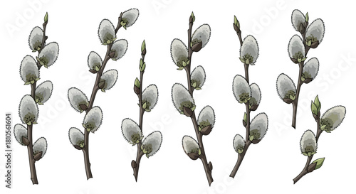 Willow catkins branches with transparent background
