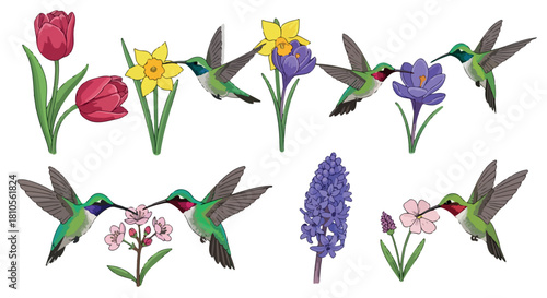 Hummingbirds and flowers springtime scene with transparent background