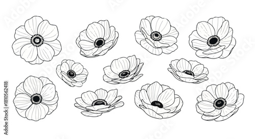 Black and white anemone flowers with transparent background