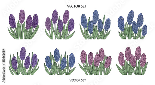 Purple hyacinth flower bouquets set with transparent background