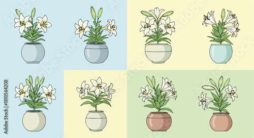 White lilies in pots with various backgrounds