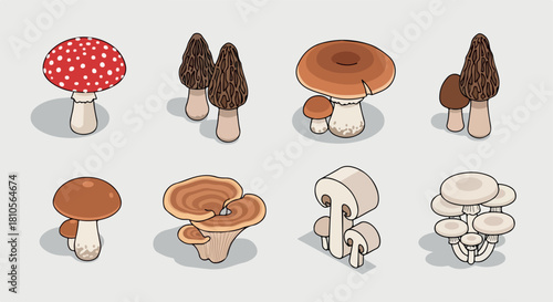 Variety of mushrooms collection with transparent background