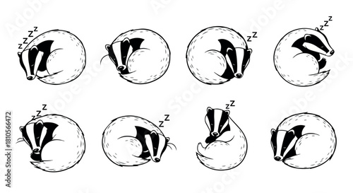 Sleeping badger in circular poses