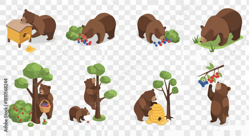 Bears foraging for food in nature with transparent background