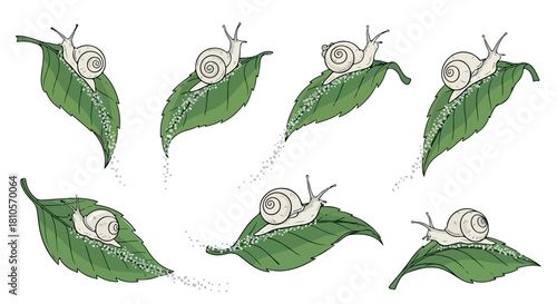 Snails on leaves sequence with transparent background