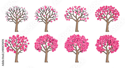 Cherry blossom trees in various stages of bloom