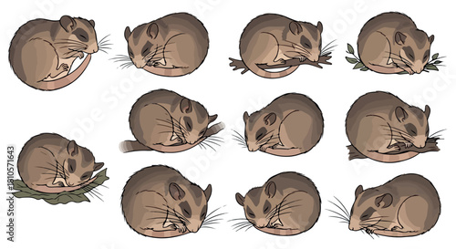 Sleeping dormice in various poses with transparent background