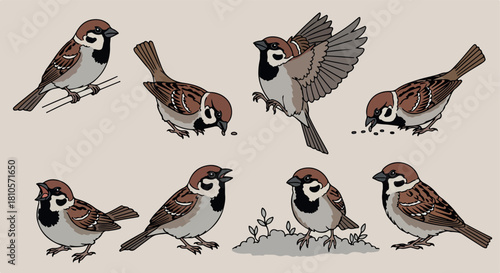 Sparrow bird in various poses with transparent background
