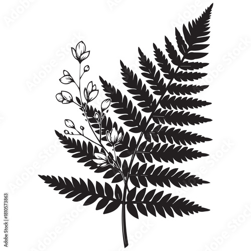 Black fern frond with delicate blossoms flower plant