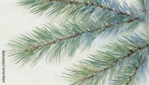 Watercolor depiction of pine branches against a light background