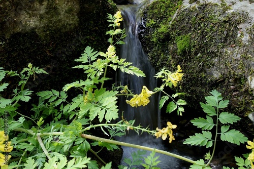 фотографія Beautiful corydalis, Corydalis speciosa Maxim, 산괴불주머니, 현호색과