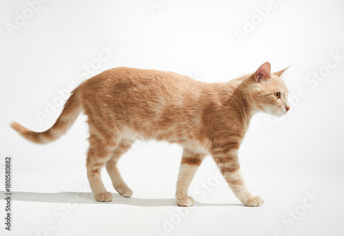 A ginger cat walks confidently to the left in a profile view. Its legs and tail are extended mid-stride under bright studio lighting.
