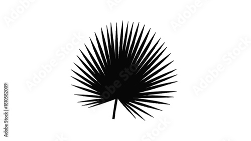 Vector illustration of silhouette of a palmate fan palm leaf, a tropical plant foliage element isolated on transparent background 