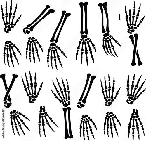 Human skeleton hand, forearm bones, anatomical illustration, medical reference, black bone art, phalanges, metacarpals, carpals, radius, ulna, skeletal diagram