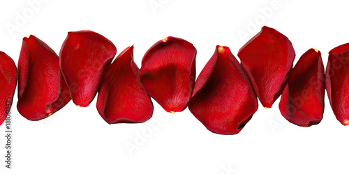 Row of vibrant, velvety red rose petals on black