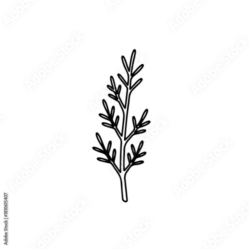 Herb sprig variation showing organic leaf arrangement, hand-drawn botanical contour created as smooth clean vector art element