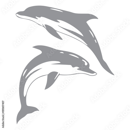 Dolphin Illustration