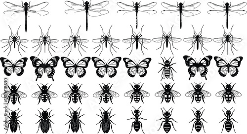 Insect collection, dragonfly, mosquito, butterfly, bee, ant, entomology, taxonomy, nature, biology, species, grid, pattern, illustration, colorful, educational, reference, wildlife, scientific, macro