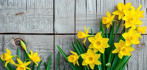 Bright yellow daffodils and jonquils burst forth against weathered, rustic wood, garden, detail