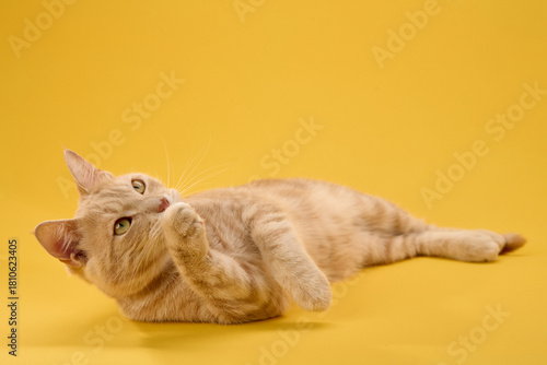 Valokuva Ginger cat reclines on yellow surface, head tilted upward with soft gaze