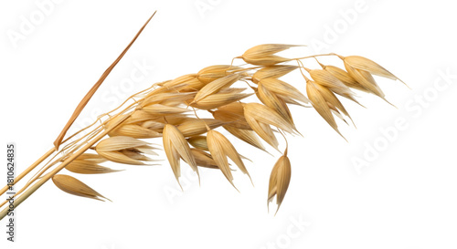 Close-up oat kernels with golden husks isolated