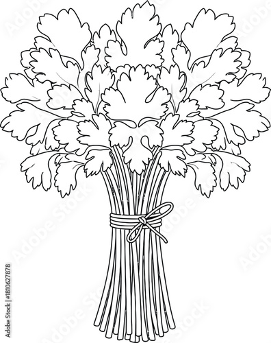 Line art illustration of a bunch of tied parsley for graphic design or coloring page project