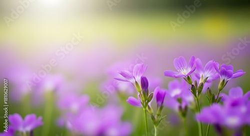 Fototapeta Naklejka Na Ścianę i Meble -  Closeup of delicate purple flowers in a soft green meadow