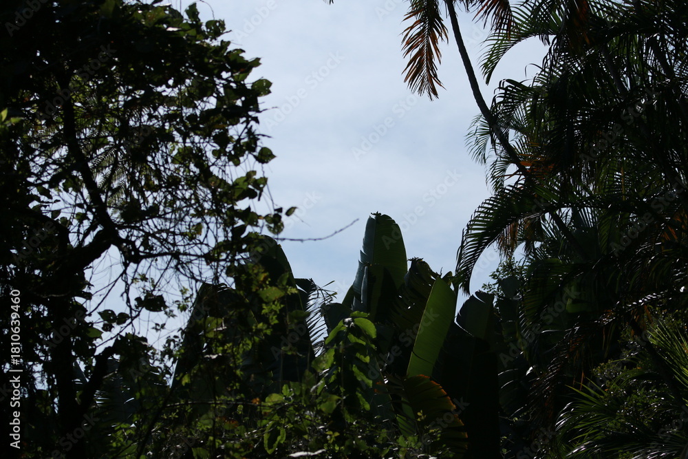 Fototapeta premium tropical plants