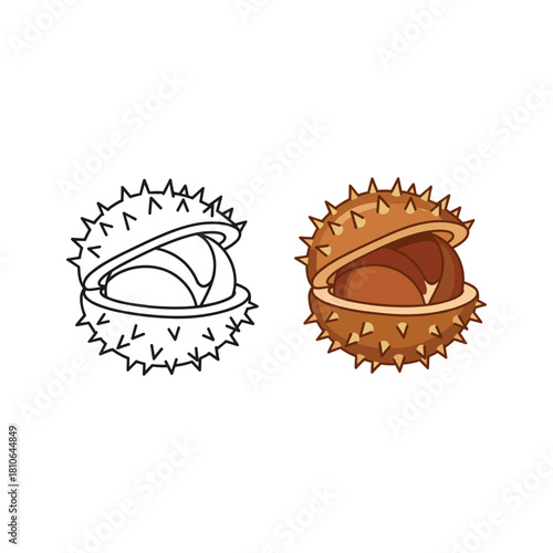 Chestnut icon in color and line versions isolated on