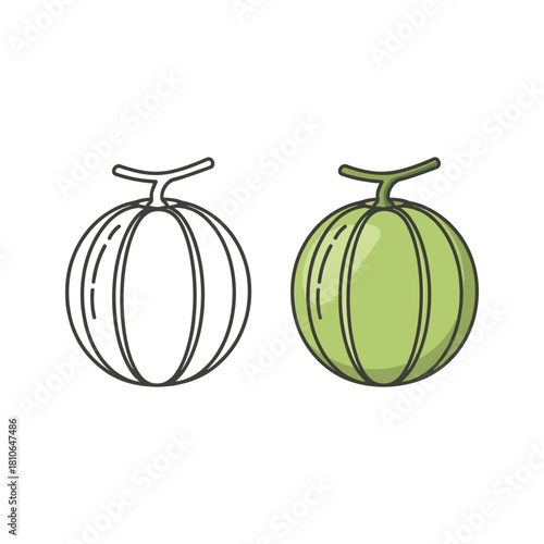 Illustration of a melon with outline and color isolated on