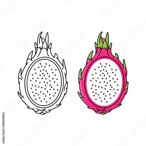 Dragon fruit isolated on in color and line art style