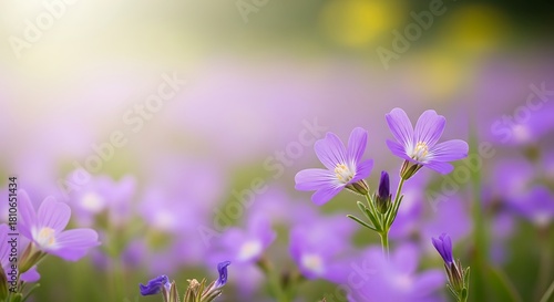 Fototapeta Naklejka Na Ścianę i Meble -  Closeup of purple wildflowers in a meadow with soft sunlight