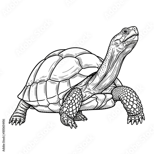 Detailed line art illustration of a turtle, showcasing its shell, scales, and unique features isolated on for clarity