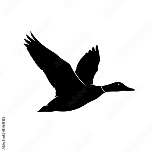 Silhouette of a mallard duck in midflight, isolated on, showcasing the grace and power of avian movement in nature