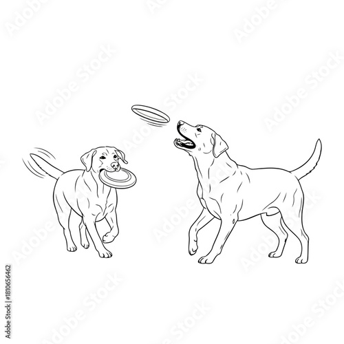 Two playful labrador dogs joyfully playing fetch with a frisbee isolated on, capturing the essence of canine fun and companionship