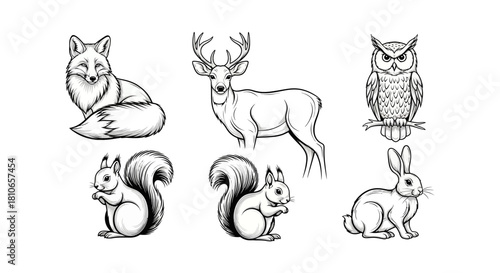 Detailed Line Art of Forest Animals - Fox, Deer, Owl, Squirrels, and Rabbit.