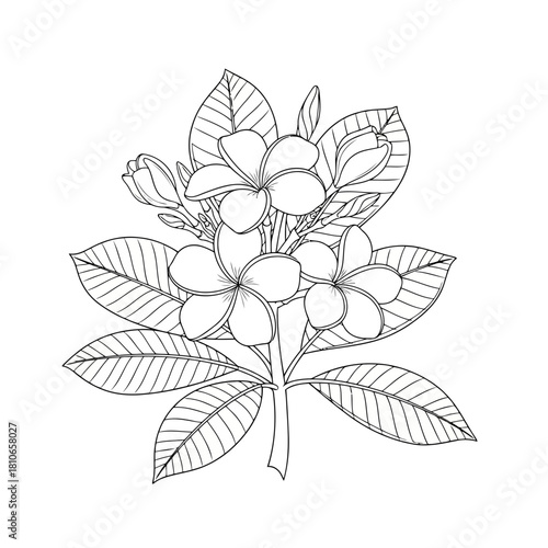 A delicate plumeria blossom, its petals gracefully unfurling, a symbol of tropical beauty and serenity isolated on