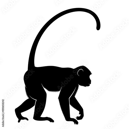 Silhouette of a spider monkey with a long, prehensile tail, showcasing its agility and arboreal lifestyle, isolated on