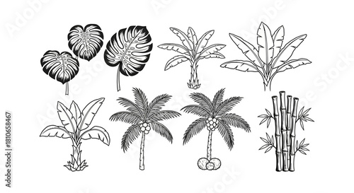 Tropical Plant Line Art Collection - Monstera, Palm, Banana, Bamboo.