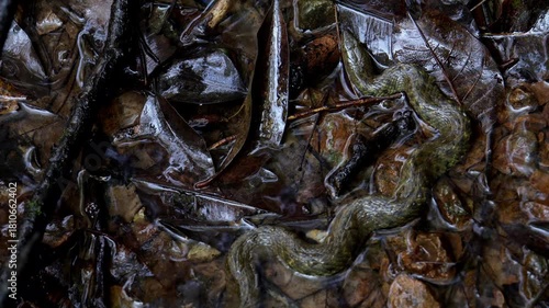 Camouflaged checkered keelback resting on forest floor. A closeup video captures a checkered keelback (Fowlea piscator) perfectly camouflaged in its natural winter habitat in Himachal Pradesh, India.