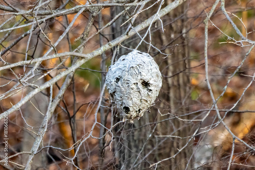 Close up of a Hornet nest hanging from a tree branch during fall in Wisconsin